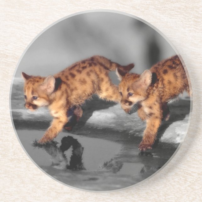 Baby Leopards Coaster (Front)