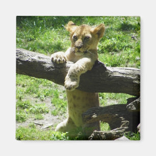 Baby Lion Cub On Branch Magnet