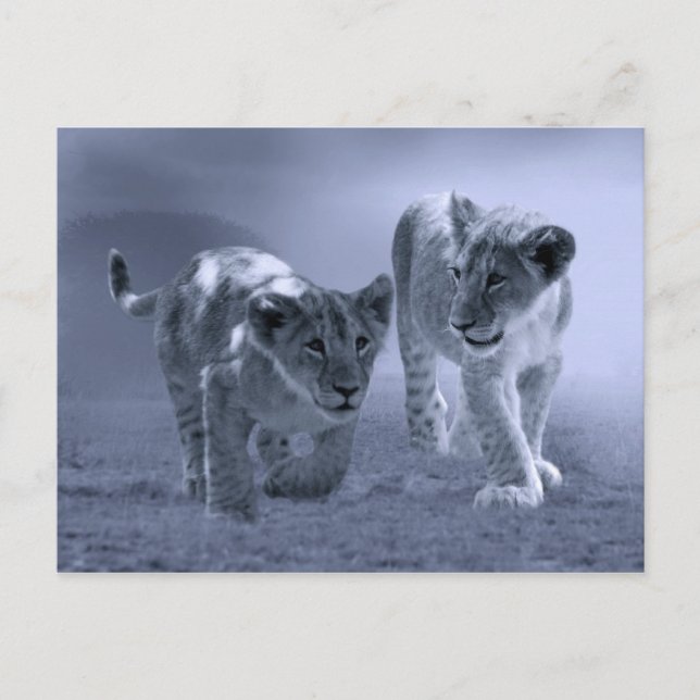 Baby lion cubs at play postcard (Front)