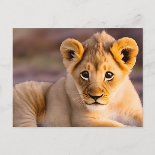 Baby lion laying in the grass postcard (Front)