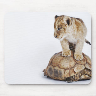 Baby lion standing on tortoise, white background mouse pad