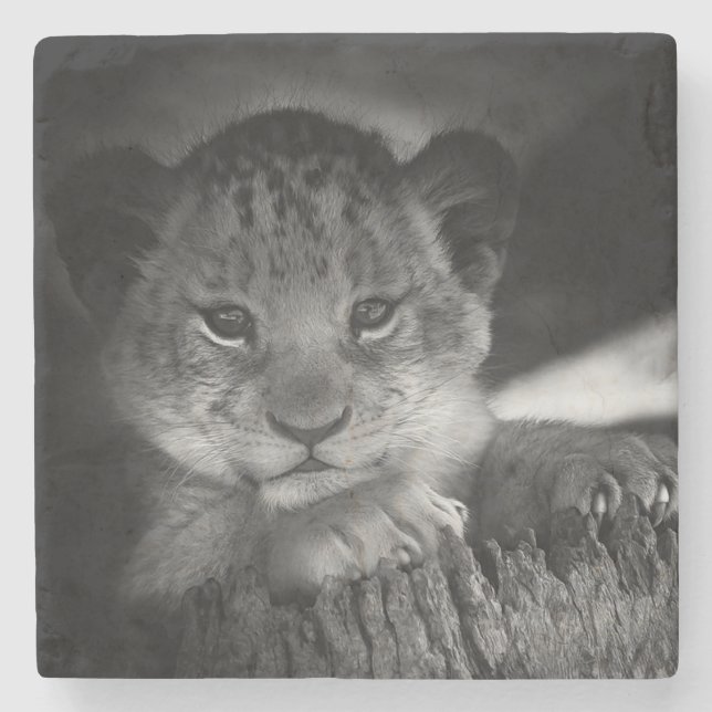 Baby Lion Stone Coaster (Front)