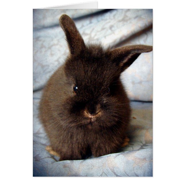 Baby Lionhead Bunny (Front)