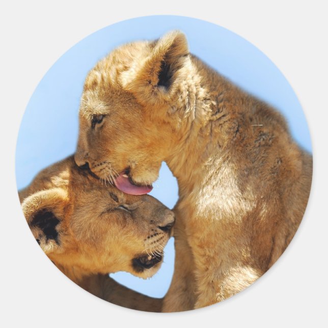 Baby lions love classic round sticker (Front)