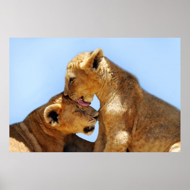 Baby lions love poster (Front)