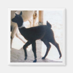 BABY LLAMA MAGNET