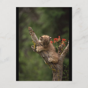 Baby Lynx Climbing Postcard