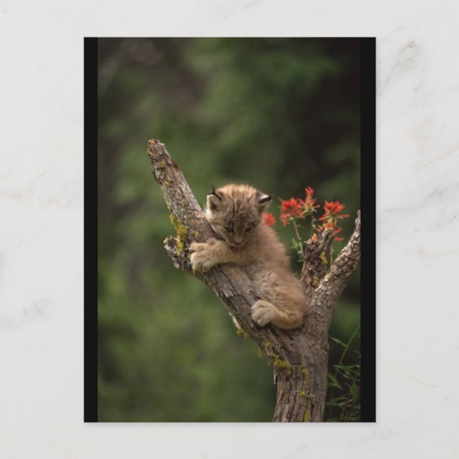 Baby Lynx Climbing Postcard (Front)