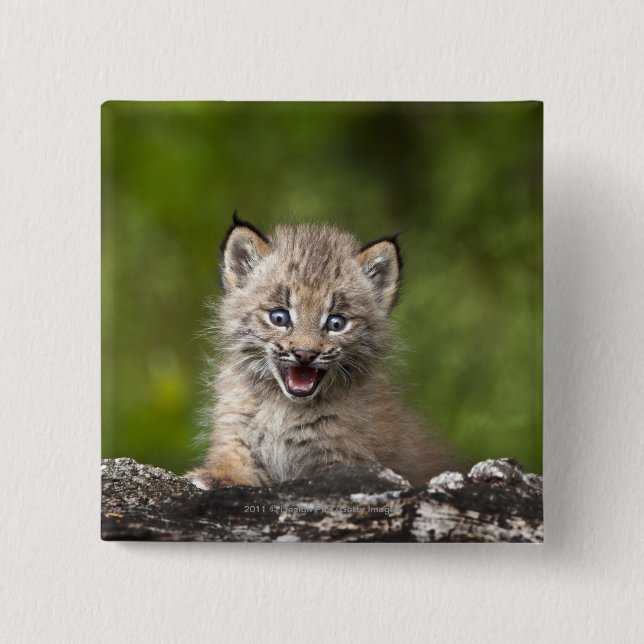 Baby Lynx  Looking Over A Fallen Tree 15 Cm Square Badge (Front)