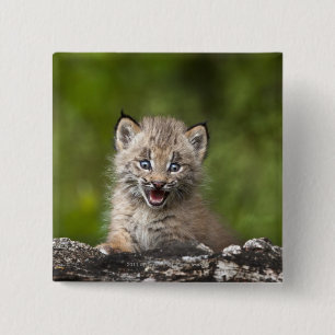Baby Lynx Looking Over A Fallen Tree 15 Cm Square Badge