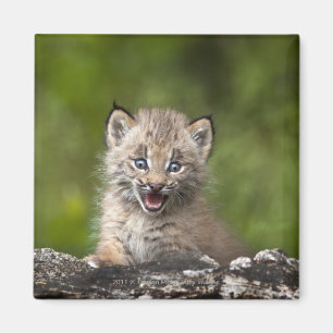 Baby Lynx Looking Over A Fallen Tree Magnet