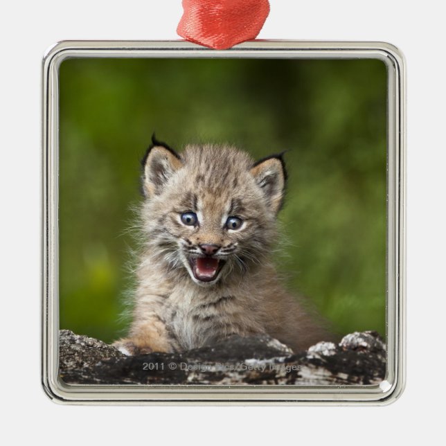 Baby Lynx  Looking Over A Fallen Tree Metal Tree Decoration (Front)