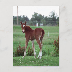 Baby Lynx Postcard