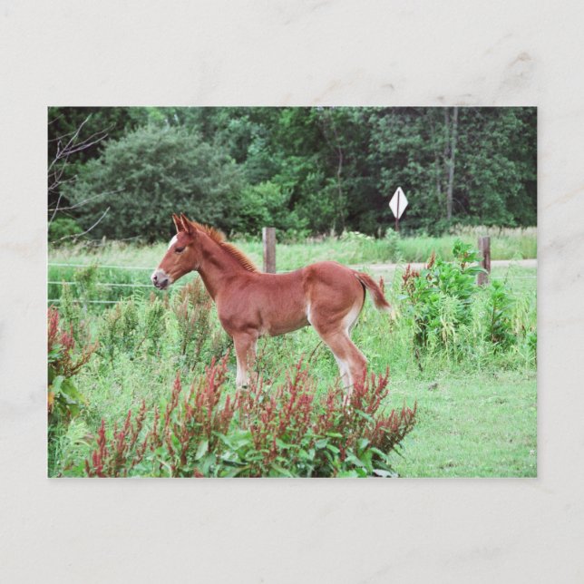 Baby Lynx Postcard (Front)