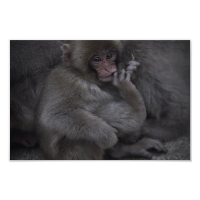 Baby Macaque, Macaco Bebe Photo Print (Front)