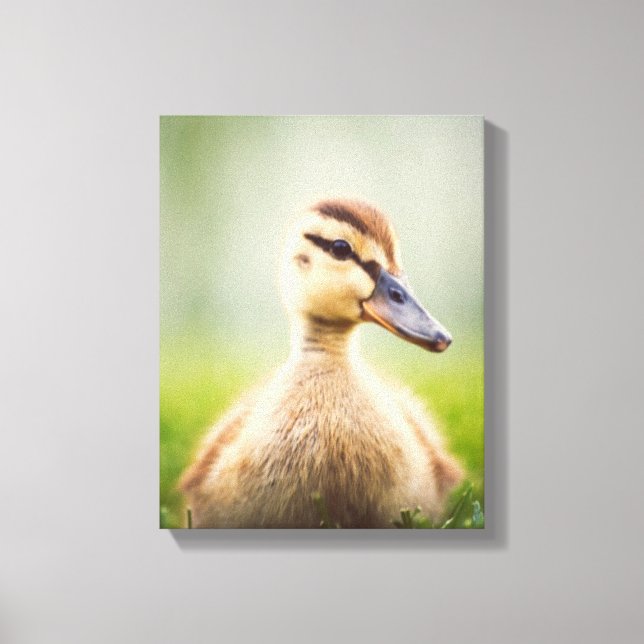 Baby Mallard Ducking Canvas Print (Front)