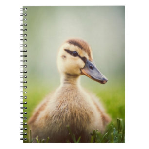 Baby Mallard Ducking Spiral Notebook