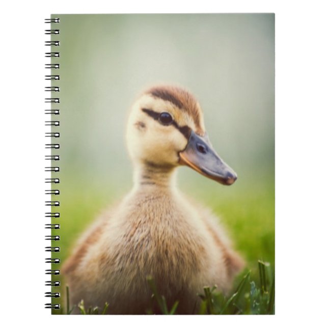 Baby Mallard Ducking Spiral Notebook (Front)
