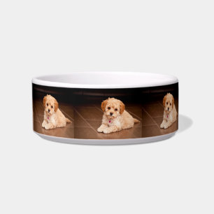 Baby Maltese poodle mix or maltipoo puppy dog Bowl