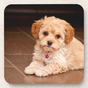 Baby Maltese poodle mix or maltipoo puppy dog Coaster