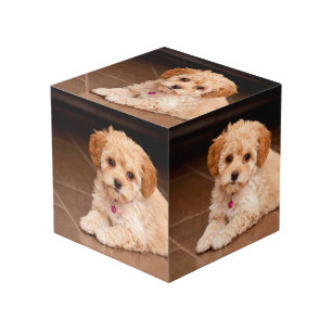 Baby Maltese poodle mix or maltipoo puppy dog Cube