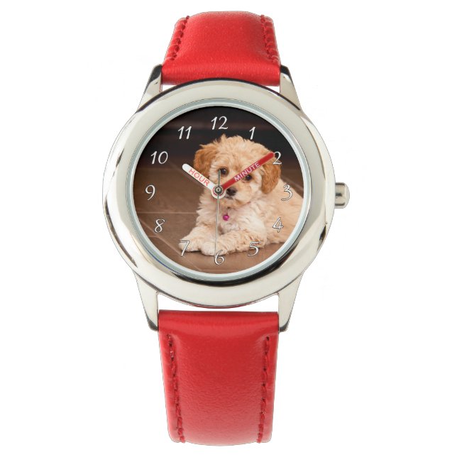 Baby Maltese poodle mix or maltipoo puppy dog Watch (Front)