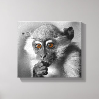 Baby Mangabey Monkey Canvas Print