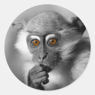 Baby Mangabey Monkey Classic Round Sticker