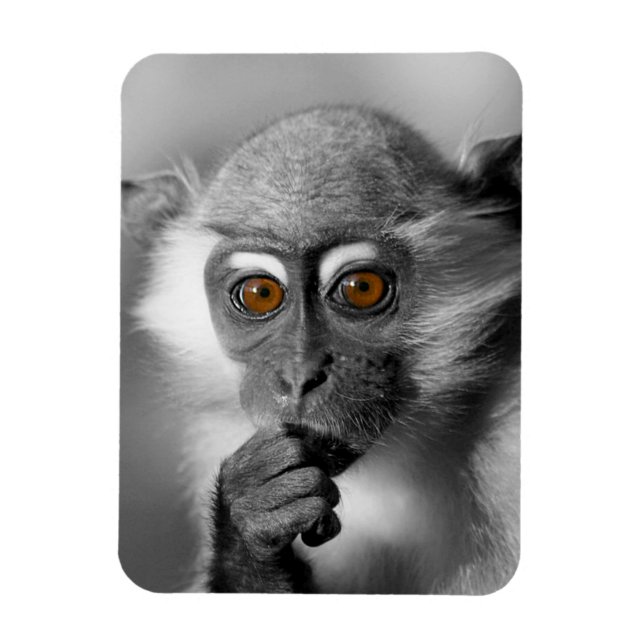 Baby Mangabey Monkey Magnet (Vertical)