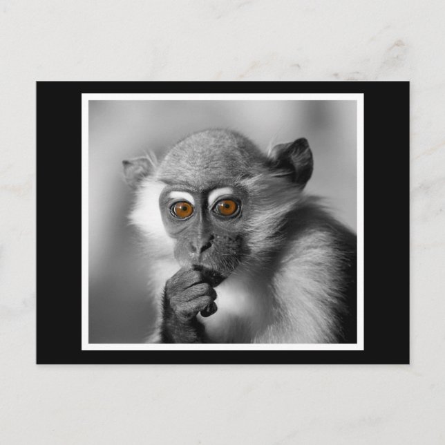 Baby Mangabey Monkey Postcard (Front)