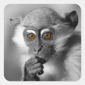 Baby Mangabey Monkey Square Sticker