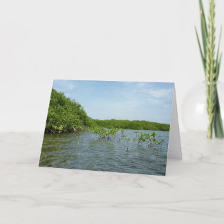 Baby Mangrove Trees in the Caribbean Card