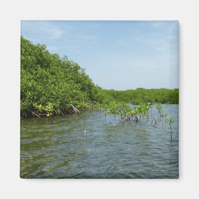 Baby Mangrove Trees in the Caribbean  Magnet (Front)