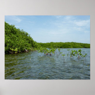 Baby Mangrove Trees in the Caribbean Poster
