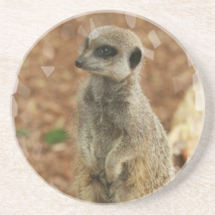 Baby Meerkat Coasters