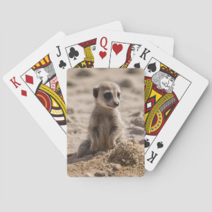 Baby Meerkat Playing In Sand, Cards