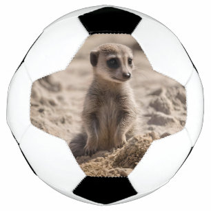 Baby Meerkat Playing In The Sand, Soccer Ball