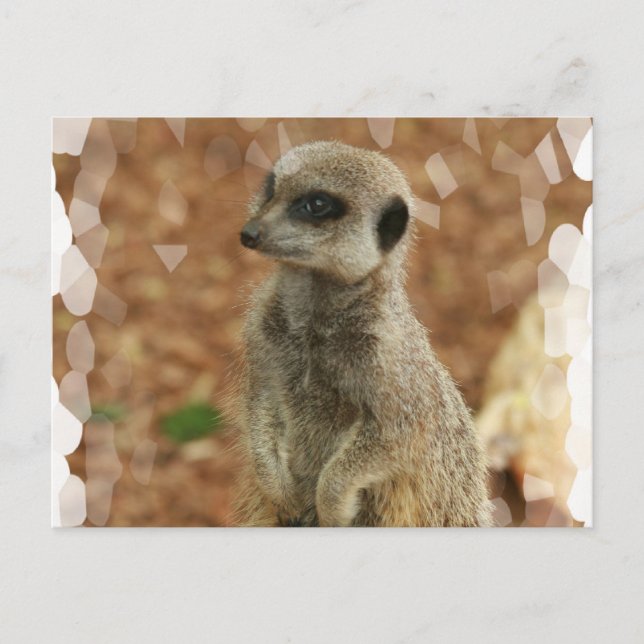 Baby Meerkat Postcard (Front)