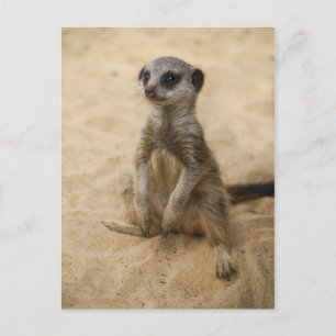 Baby Meerkat Sitting In The Sand Postcard