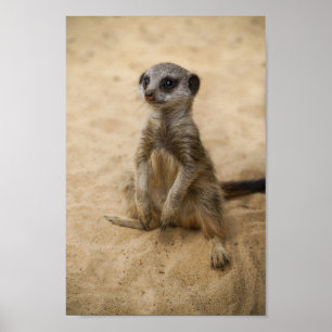 Baby Meerkat Sitting In The Sand Poster