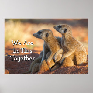 Baby Meerkats Hide Under Their Parents Poster