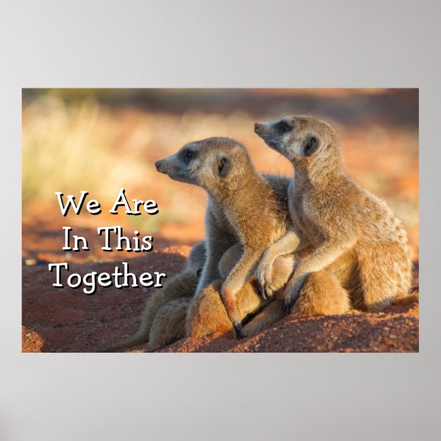 Baby Meerkats Hide Under Their Parents Poster (Front)