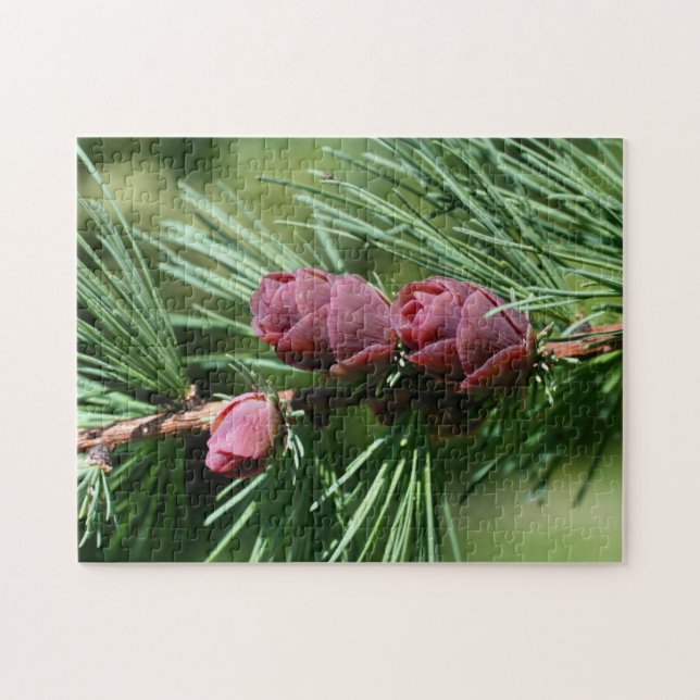 Baby Miniature Pine Cones Nature  Jigsaw Puzzle (Horizontal)