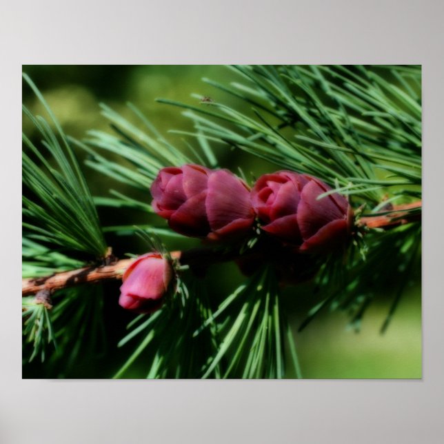 Baby Miniature Pine Cones Orton Effect Poster (Front)