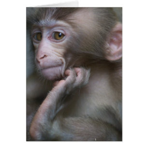 Baby Monkey