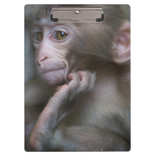 Baby Monkey Clipboard
