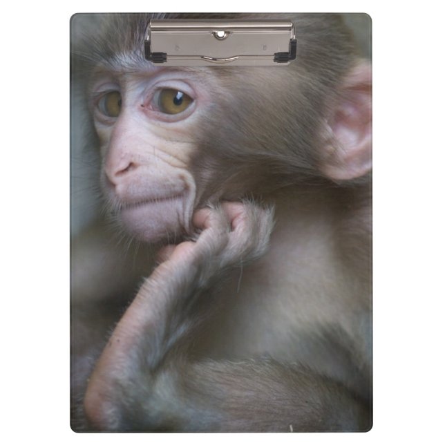 Baby Monkey Clipboard (Front)