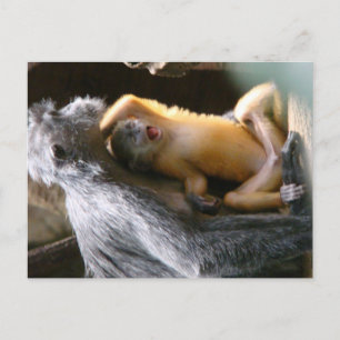 Baby Monkey Postcard