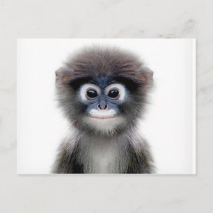baby monkey postcard