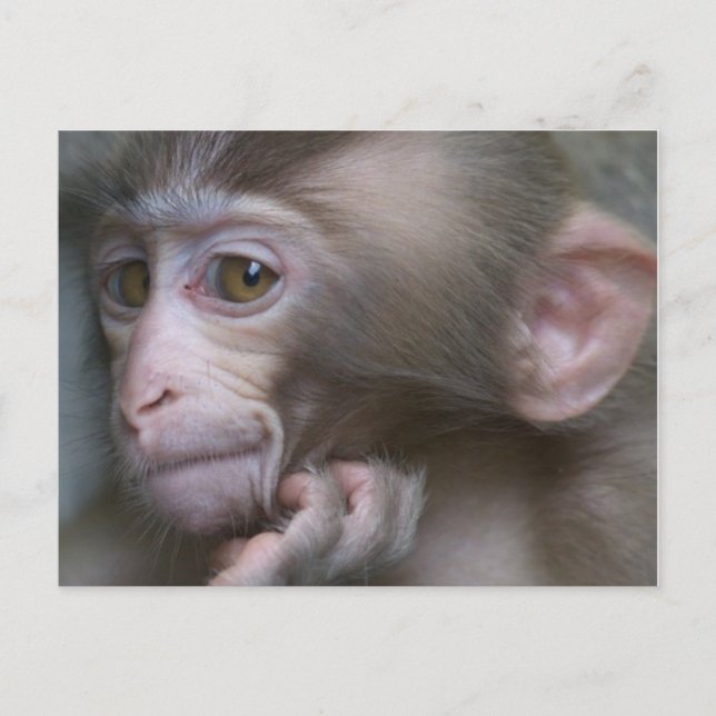 Baby Monkey Postcard (Front)